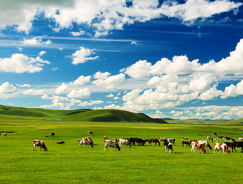 탁 트인 초원과 광활한 대지를 품은 곳, 몽골