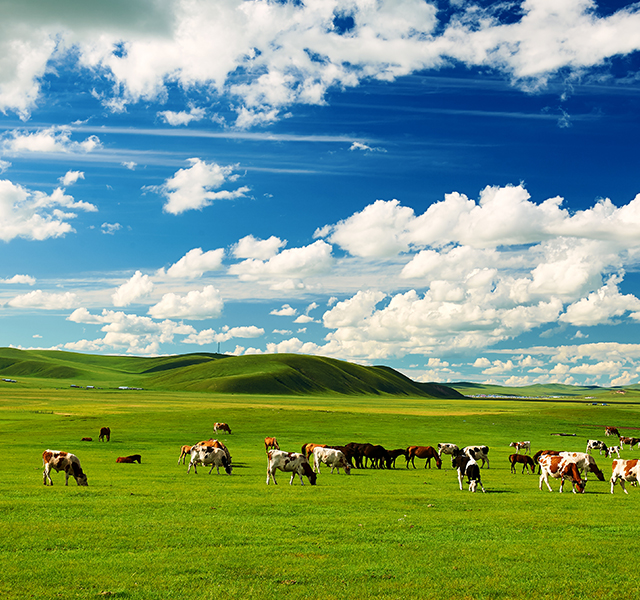 탁 트인 초원과 광활한 대지를 품은 곳, 몽골
