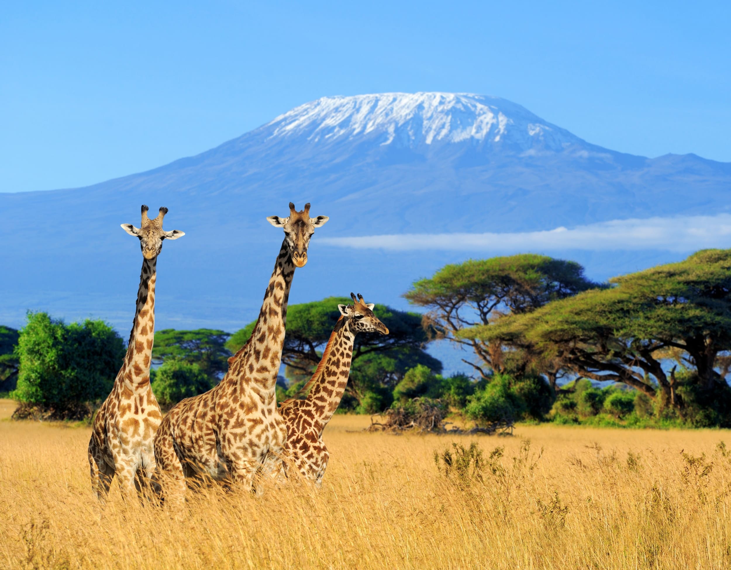 [킬리만자로] 마랑구루트(산장)+응고롱고로 사파리 11일